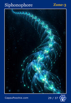 deepocean Card 29