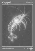 deepocean Card 24