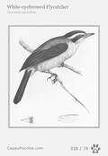 swainson Card 026