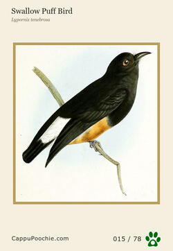 swainson Card 015