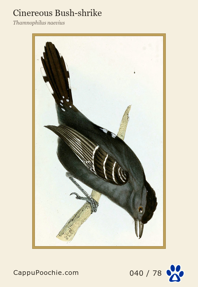 swainson Card 040