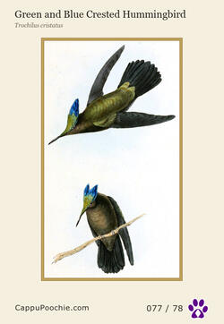 swainson Card 077