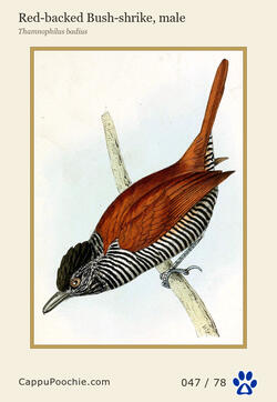 swainson Card 047