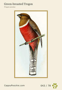 swainson Card 043