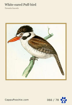 swainson Card 066