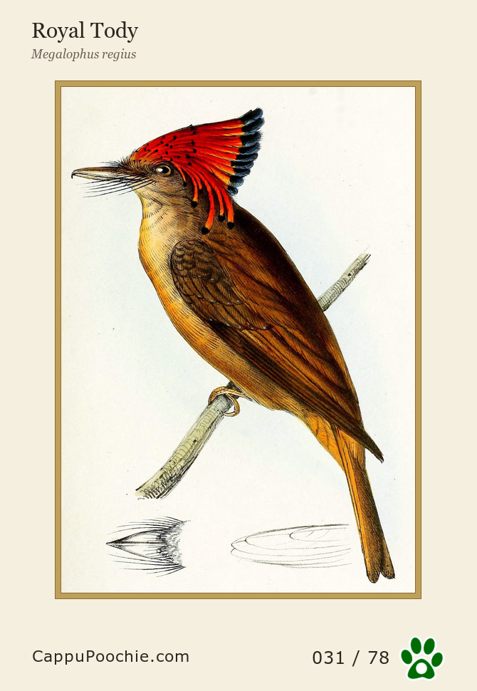 swainson Card 031