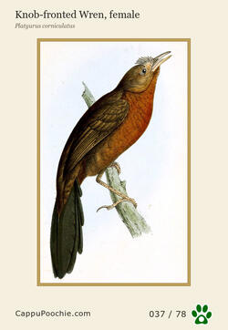 swainson Card 037