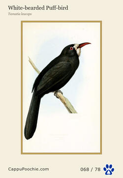 swainson Card 068