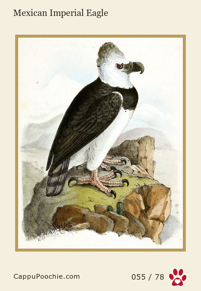 swainson Card 055
