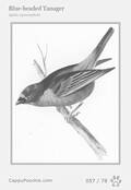 swainson Card 057