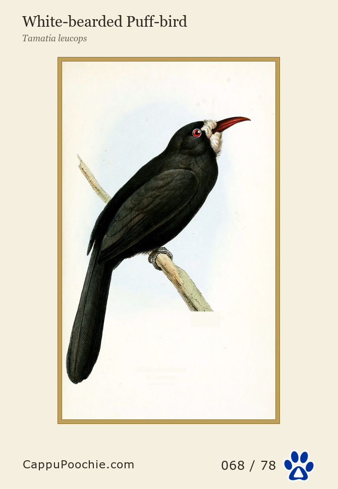 swainson Card 068