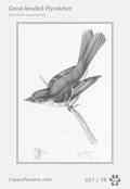 swainson Card 027