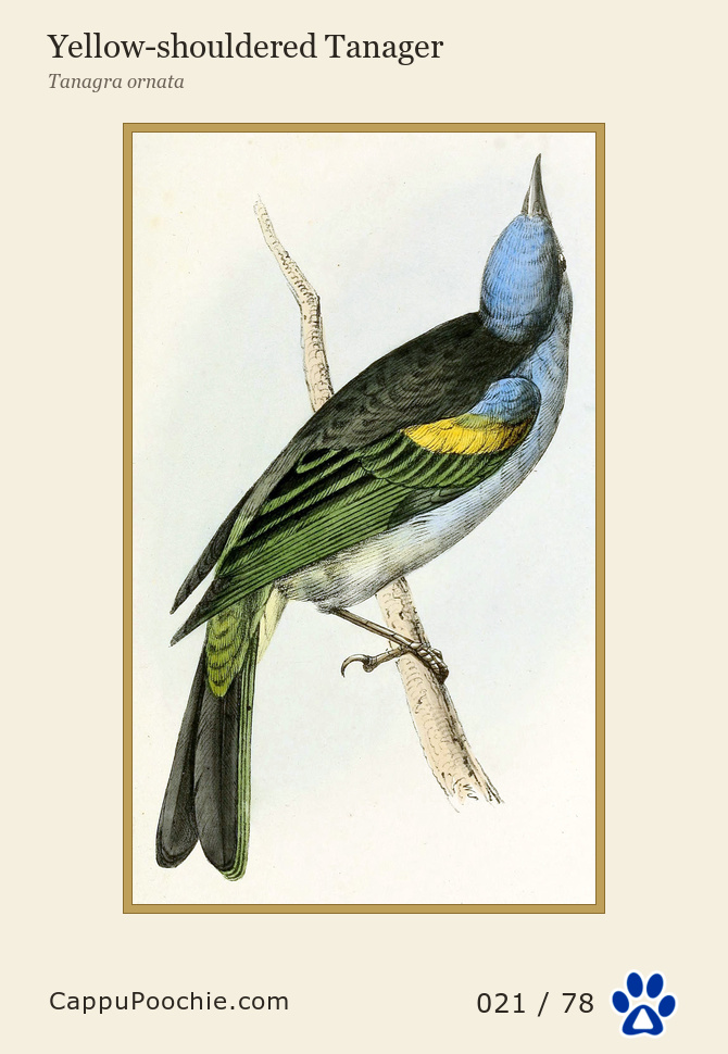 swainson Card 021