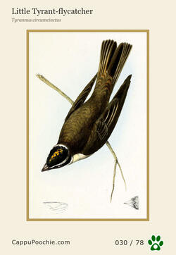 swainson Card 030