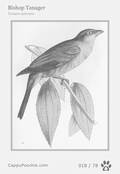 swainson Card 018