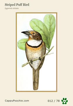 swainson Card 012