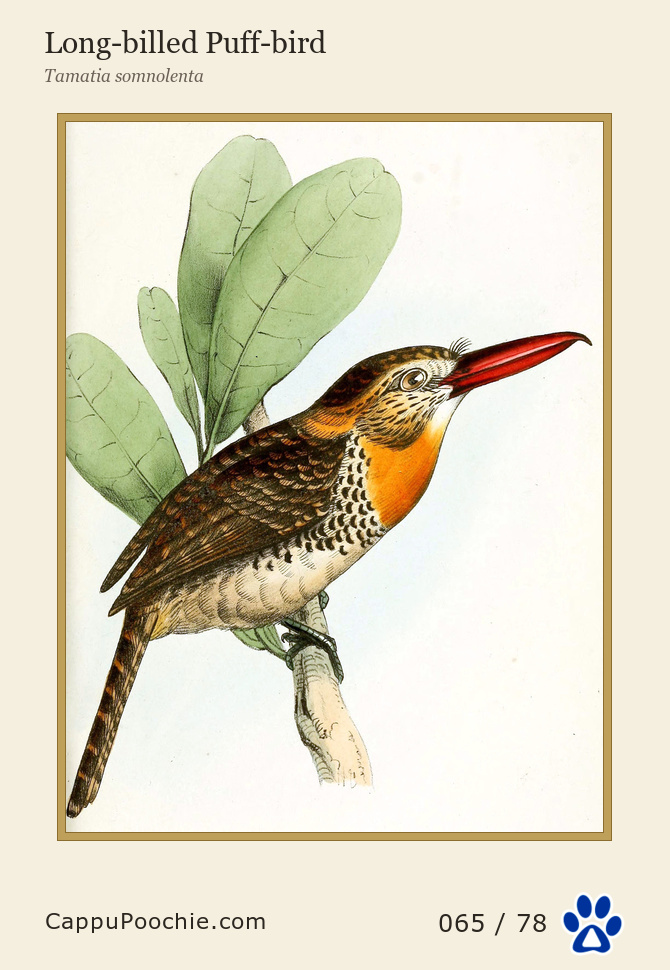 swainson Card 065