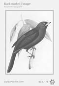 swainson Card 073