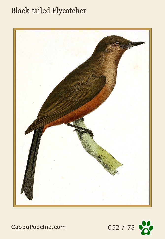 swainson Card 052