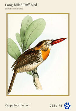 swainson Card 065