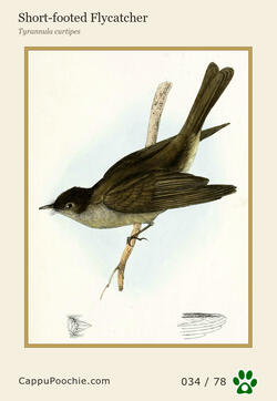 swainson Card 034