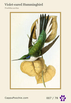 swainson Card 007