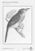 swainson Card 014
