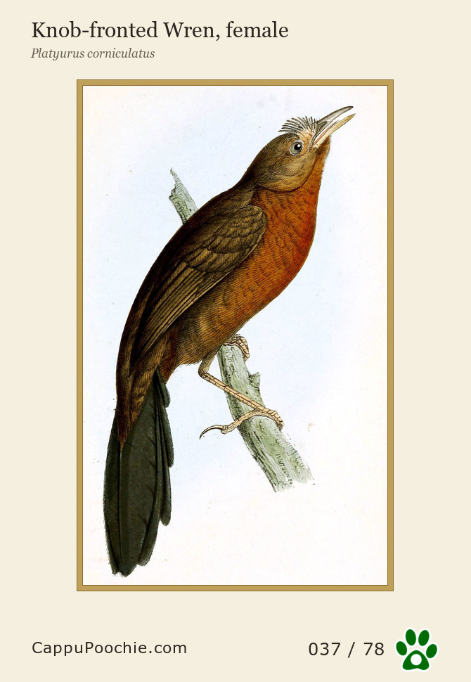 swainson Card 037