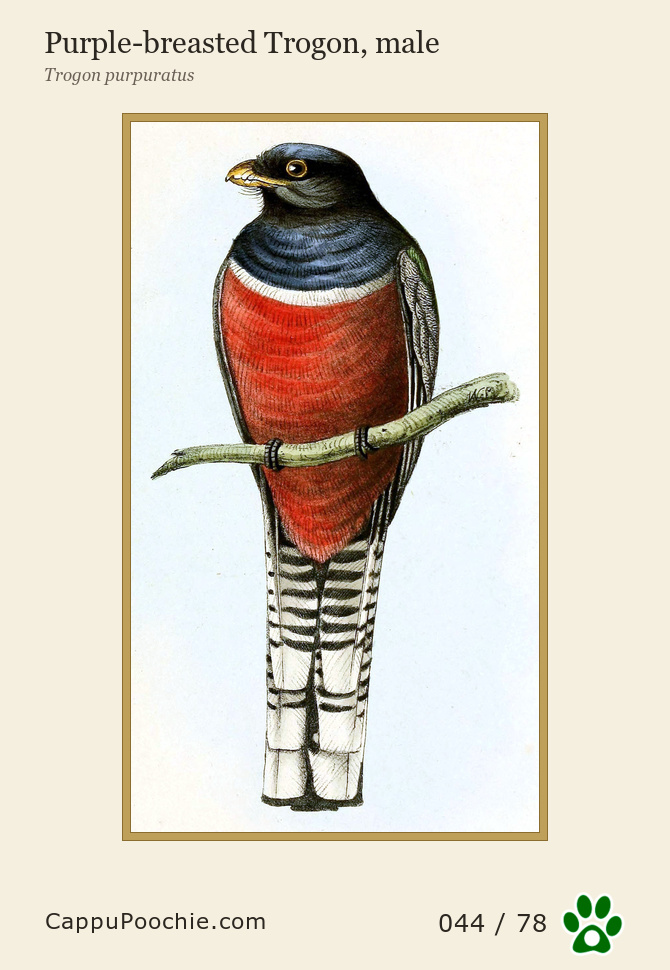 swainson Card 044