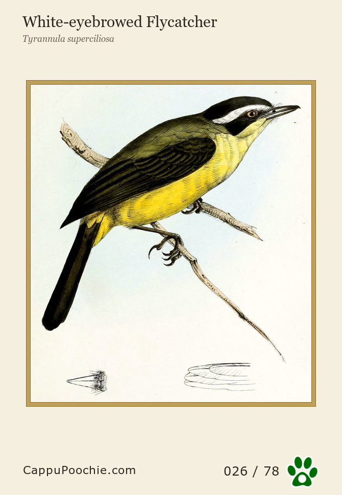 swainson Card 026