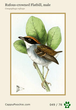 swainson Card 049
