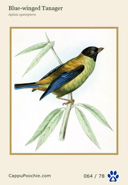 swainson Card 064