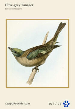 swainson Card 017