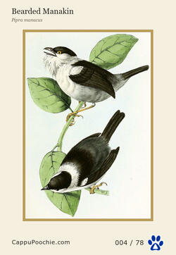 swainson Card 004