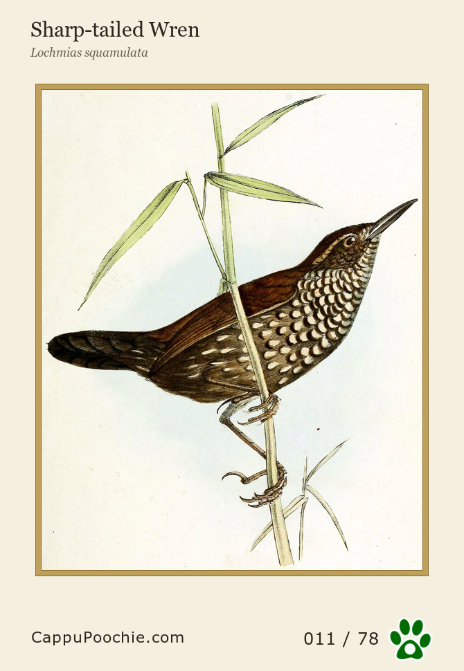 swainson Card 011
