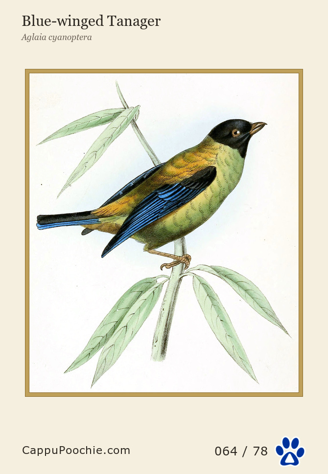 swainson Card 064