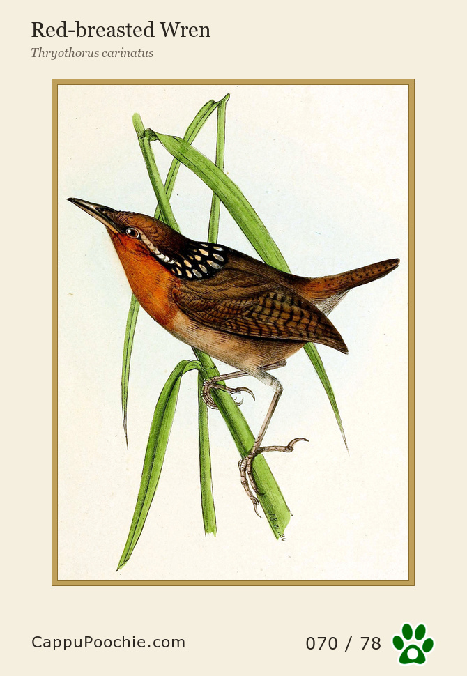 swainson Card 070