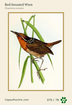swainson Card 070