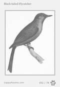swainson Card 052