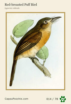 swainson Card 014