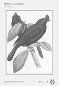 swainson Card 001