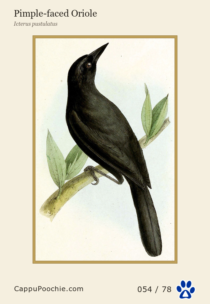 swainson Card 054