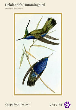 swainson Card 078