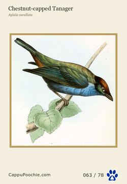 swainson Card 063