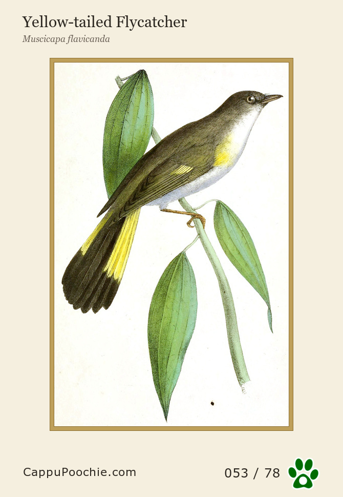 swainson Card 053