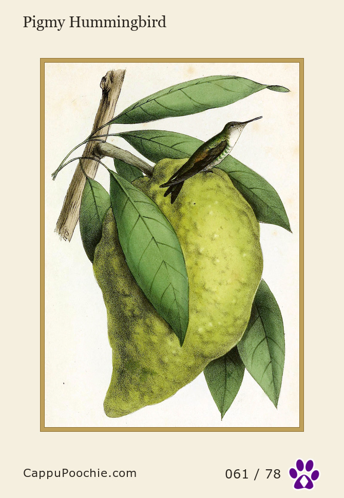 swainson Card 061