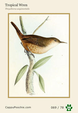 swainson Card 069
