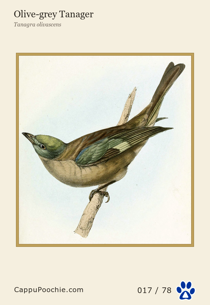swainson Card 017