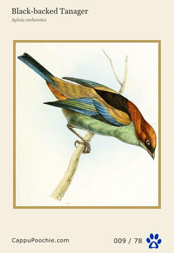swainson Card 009