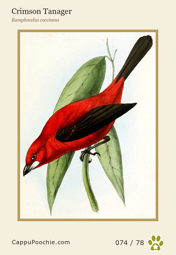 swainson Card 074